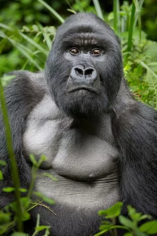 Same-Sex Behavior in Gorillas